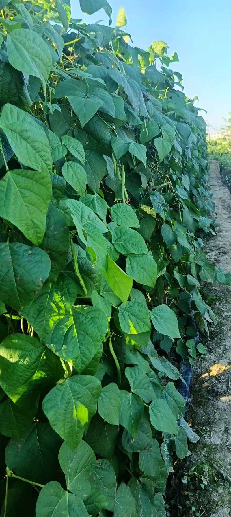 云南保山露天种植四季豆小金豆批发代发