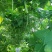 云南保山露天种植四季豆小金豆批发代发
