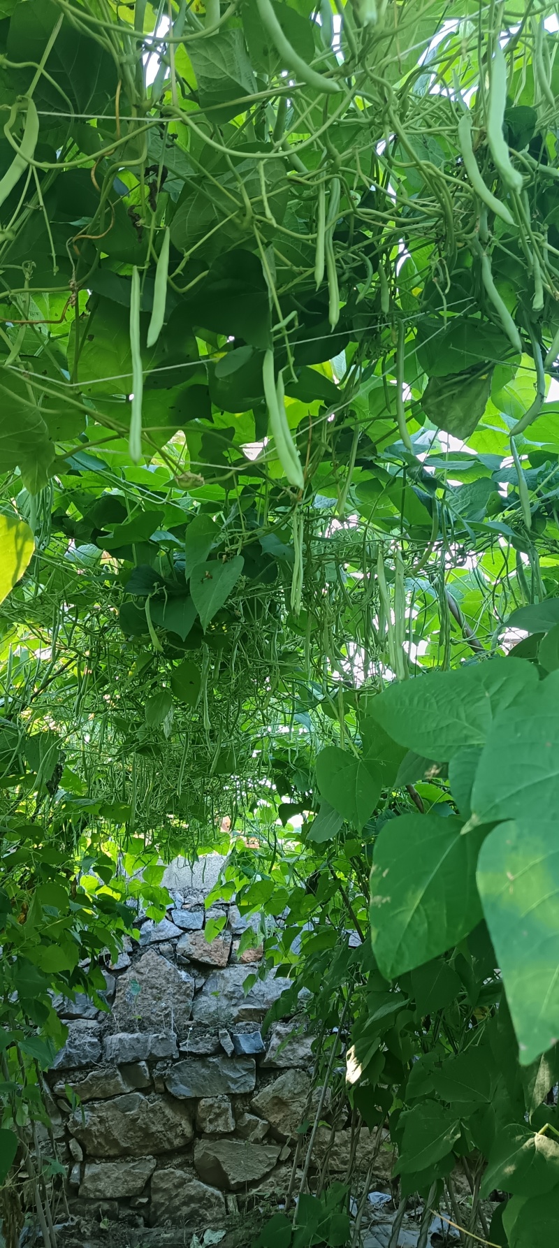云南保山露天种植四季豆小金豆批发代发