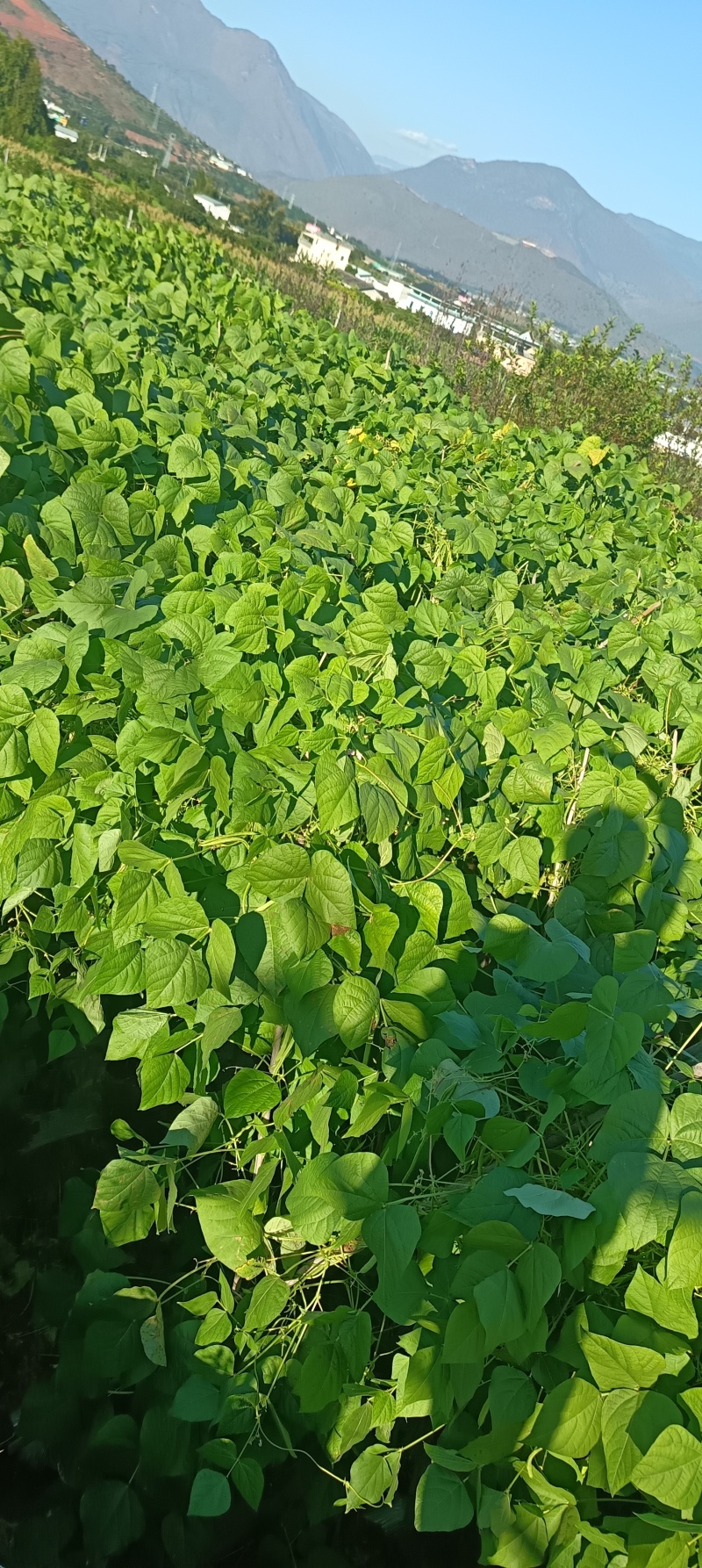 云南保山露天种植四季豆小金豆批发代发