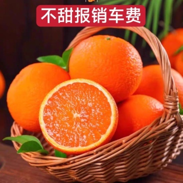 九月红果冻橙.海拔底口感纯甜，70以上大果，支持视频看货