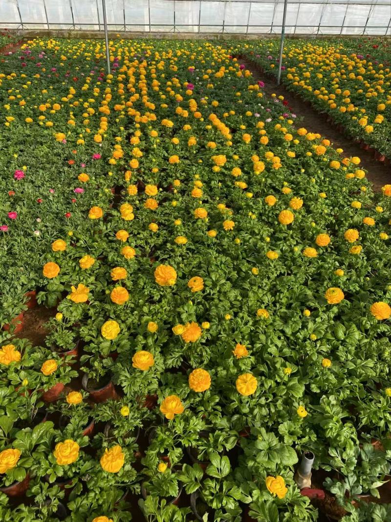 精品花毛茛优质花毛茛