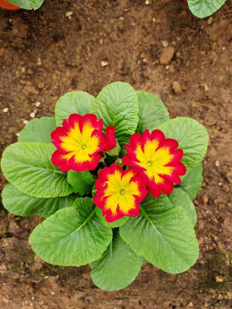 报春花