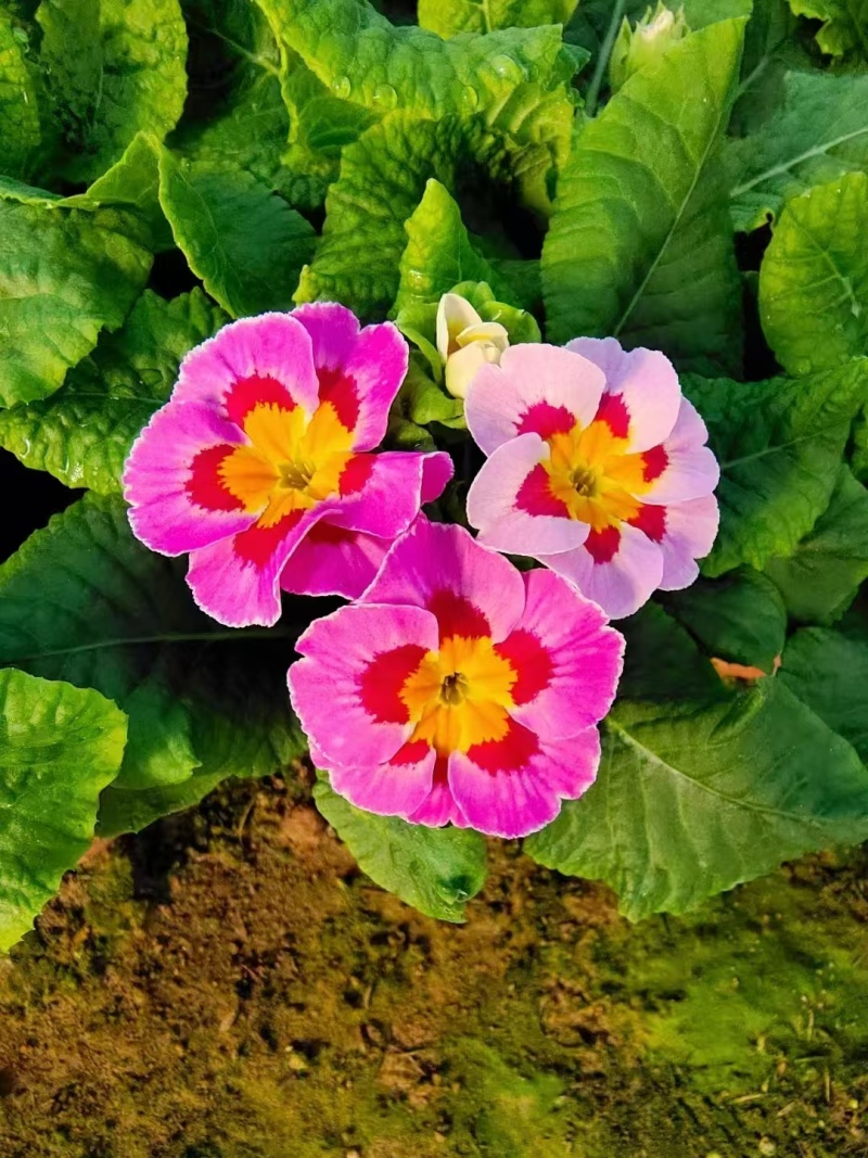报春花
