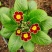 报春花
