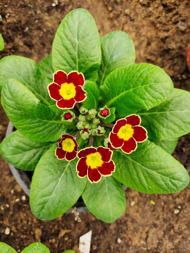 报春花
