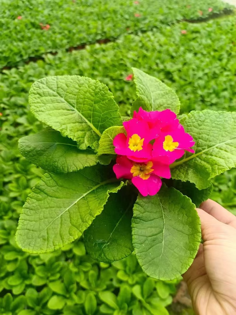 报春花