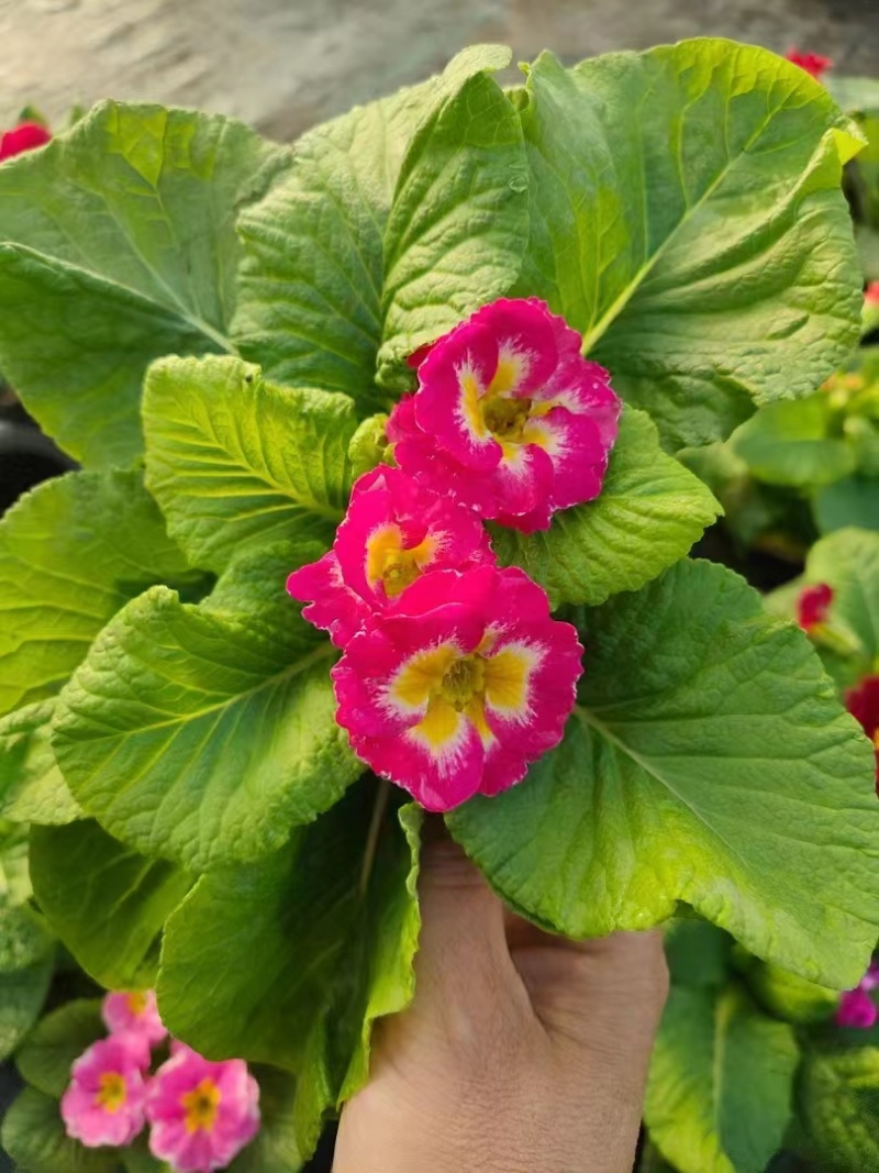 报春花