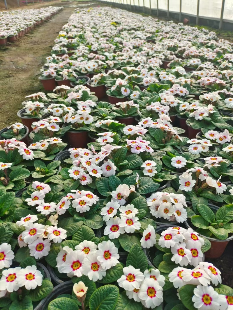 报春花
