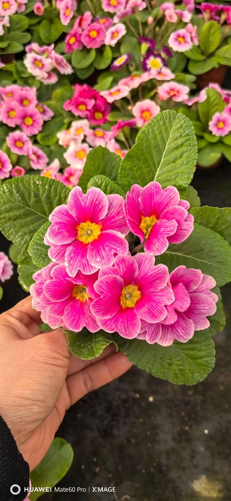 报春花