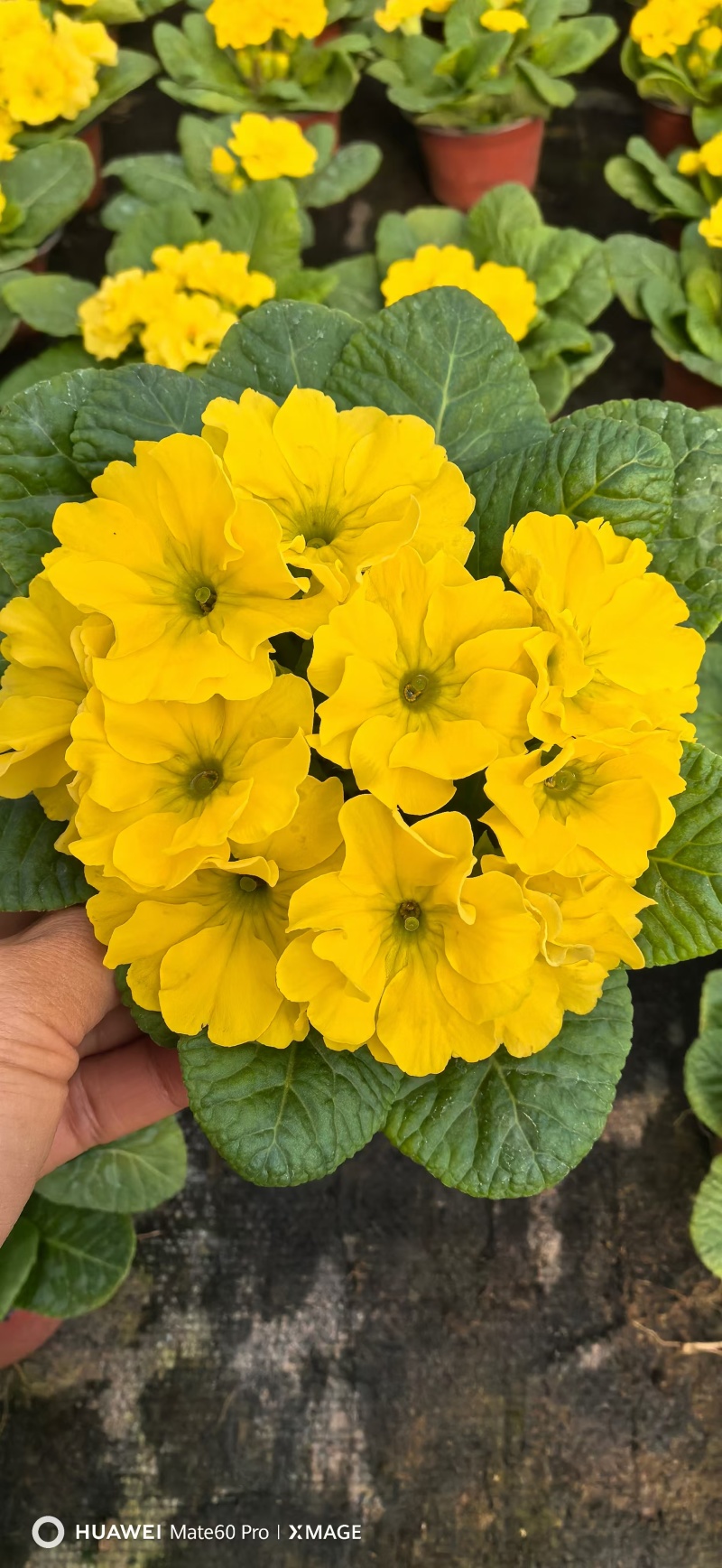 报春花