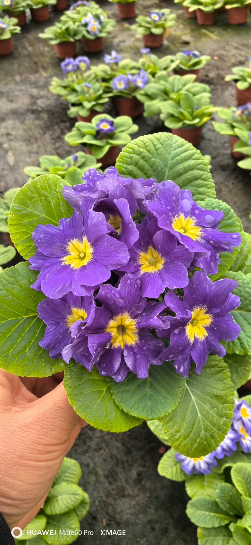 报春花