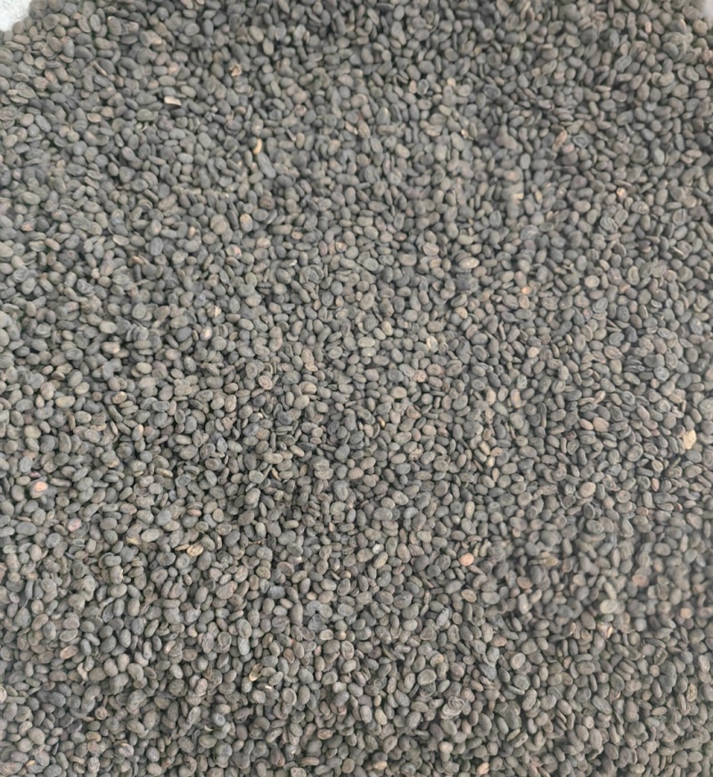 同奎中药材批发补骨脂固脂批发各种中药材