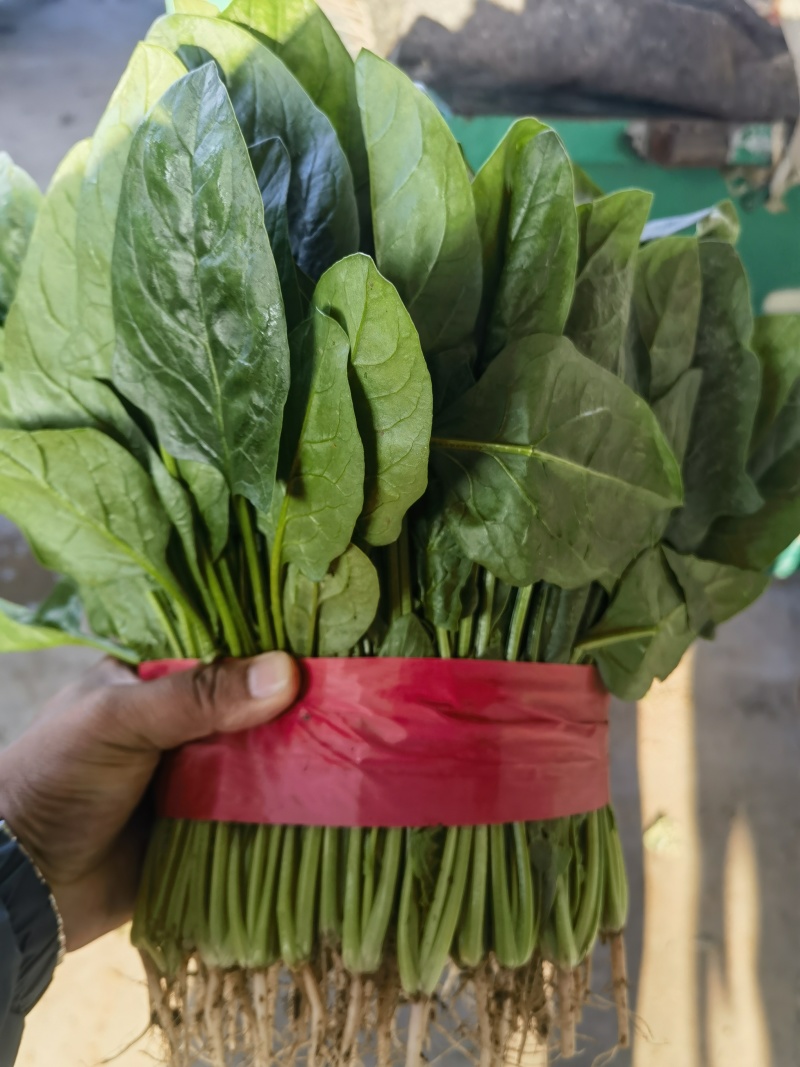 【精品大叶菠菜】河北邯郸大量上市产地发货货源充足量大从优