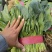 【精品大叶菠菜】河北邯郸大量上市产地发货货源充足量大从优