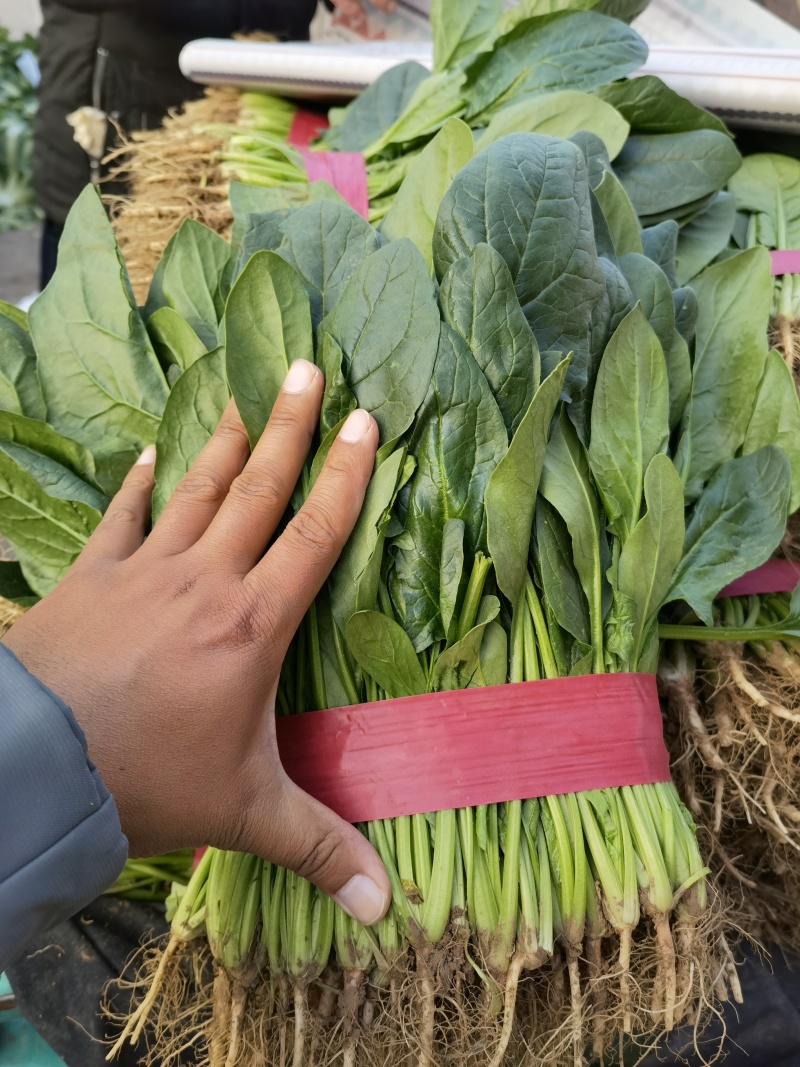 【精品大叶菠菜】河北邯郸大量上市产地发货货源充足量大从优