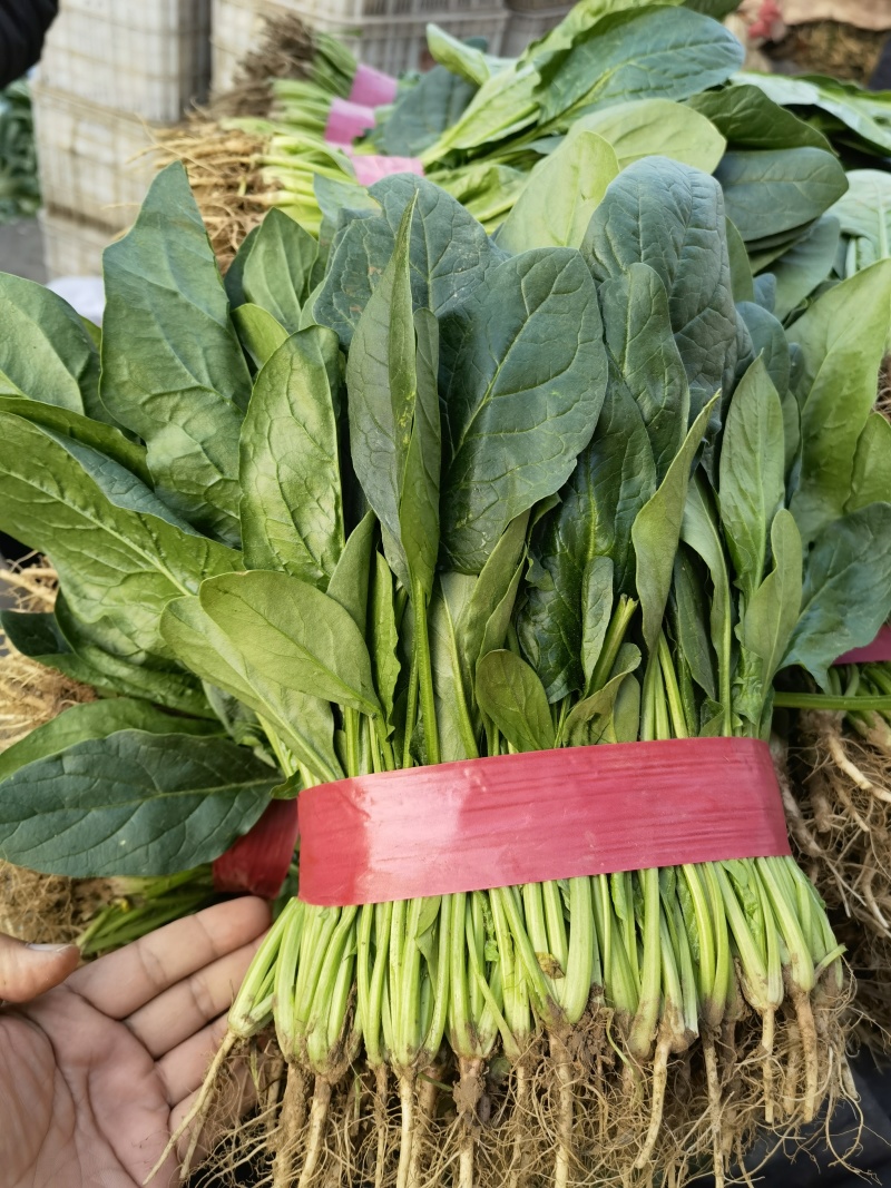 【精品大叶菠菜】河北邯郸大量上市产地发货货源充足量大从优