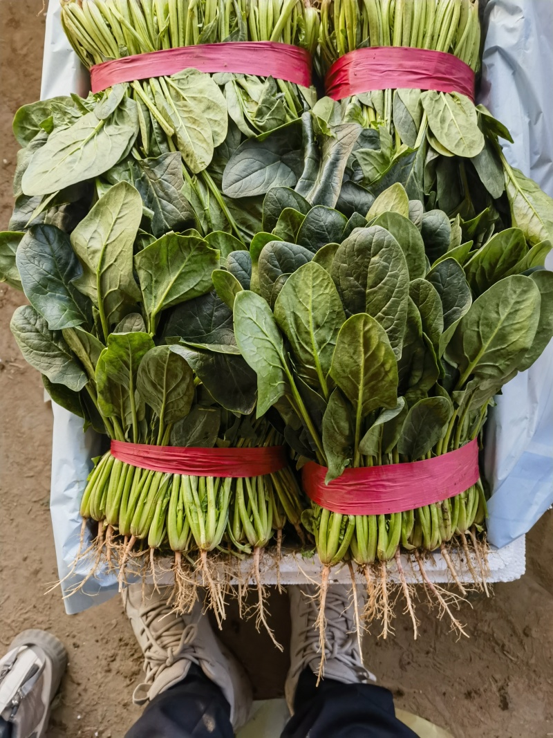 【精品大叶菠菜】河北邯郸大量上市产地发货货源充足量大从优