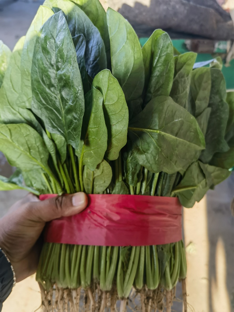 【精品大叶菠菜】河北邯郸大量上市产地发货货源充足量大从优
