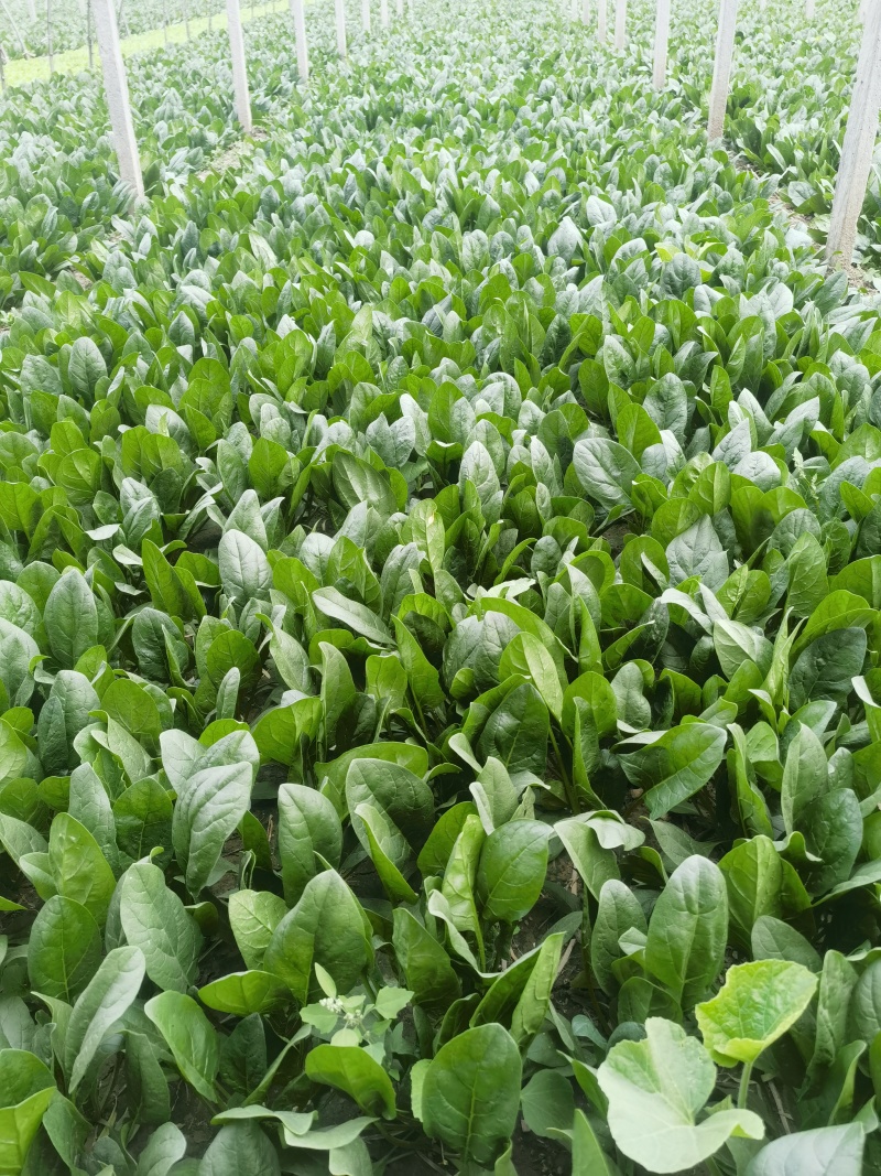 【精品大叶菠菜】河北邯郸大量上市产地发货货源充足量大从优