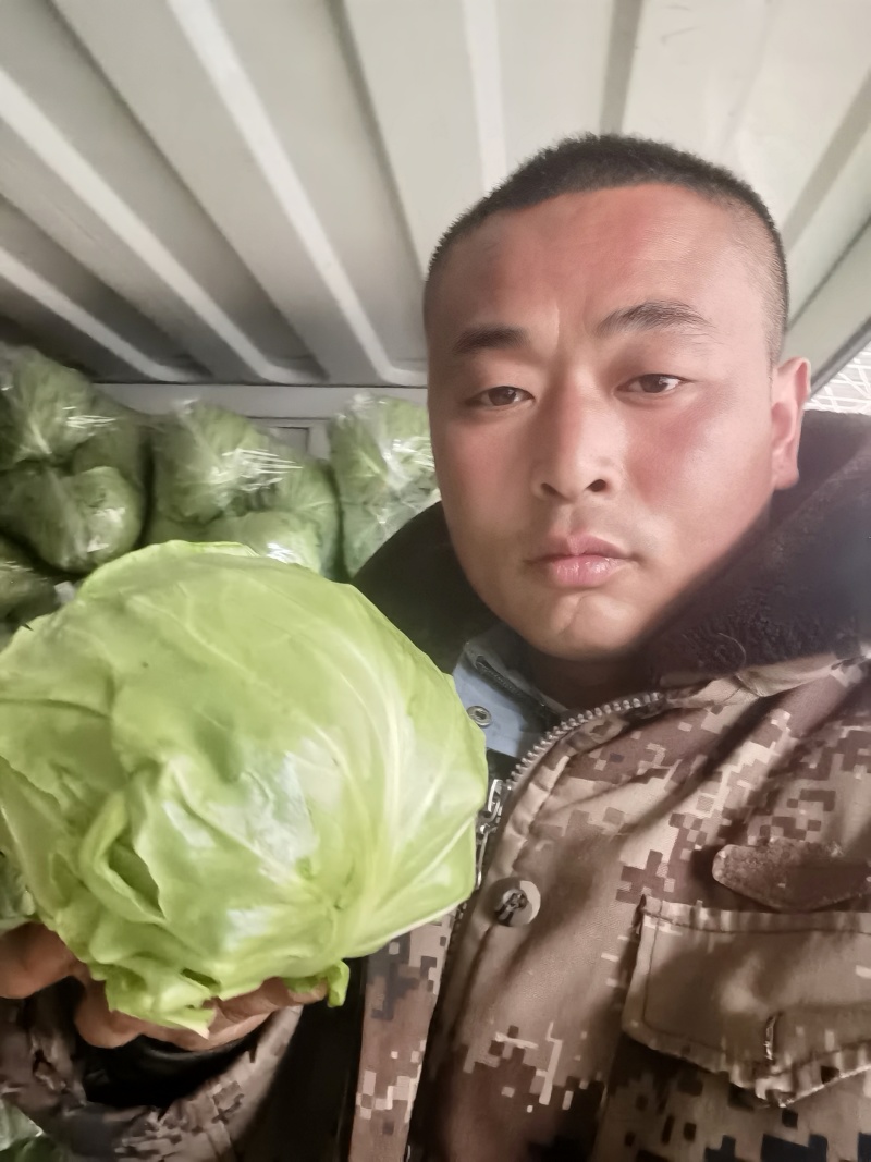 【精品甘蓝圆包菜】河北邯郸产地发货一手货源充足量大从优