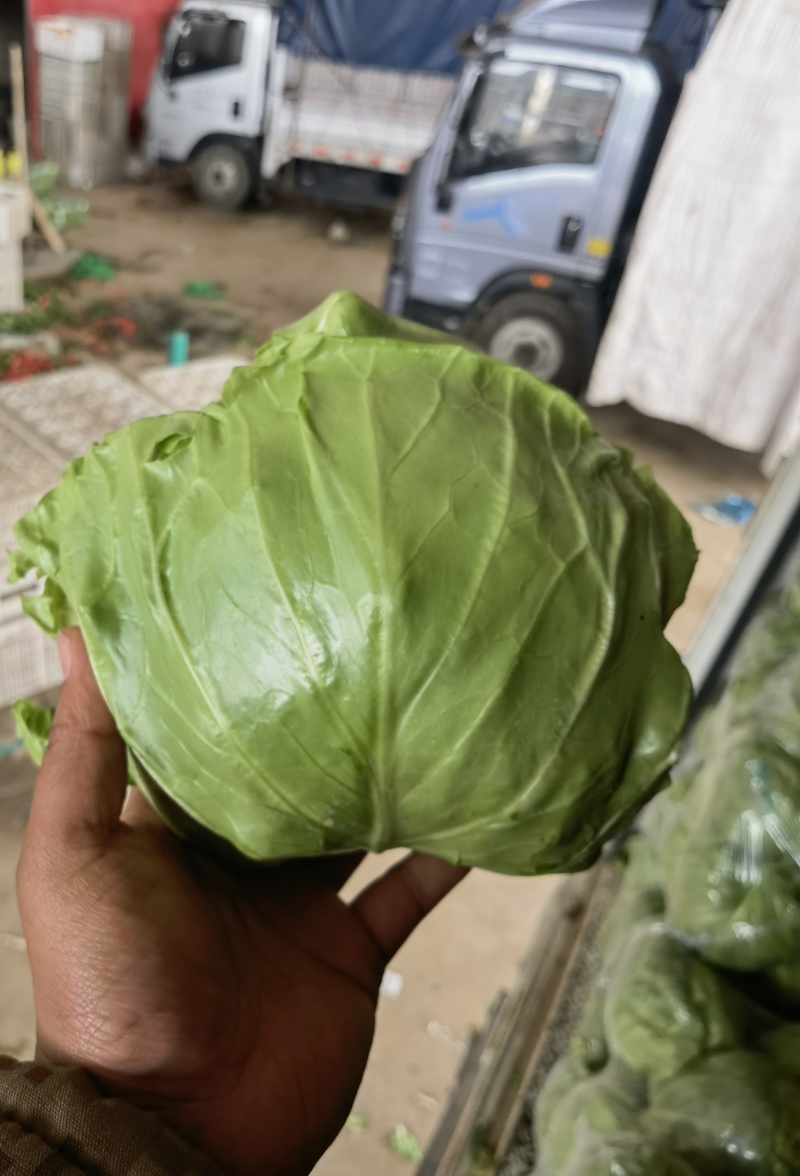 【精品甘蓝圆包菜】河北邯郸产地发货一手货源充足量大从优