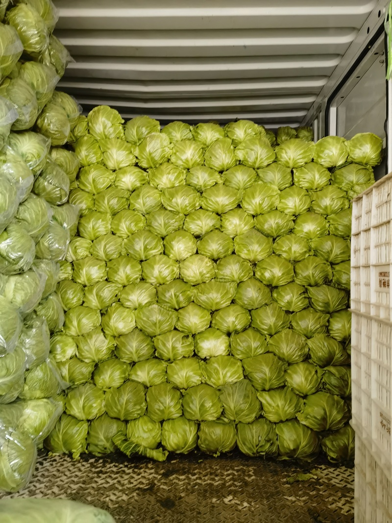 【精品甘蓝圆包菜】河北邯郸产地发货一手货源充足量大从优