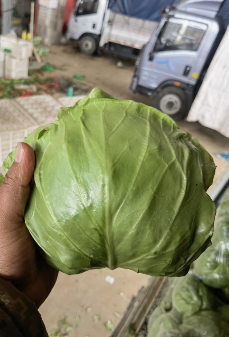 【精品甘蓝圆包菜】河北邯郸产地发货一手货源充足量大从优