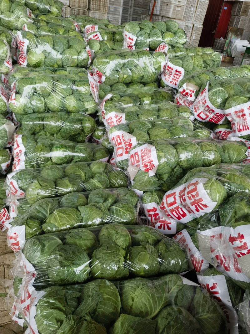 【精品甘蓝圆包菜】河北邯郸产地发货一手货源充足量大从优