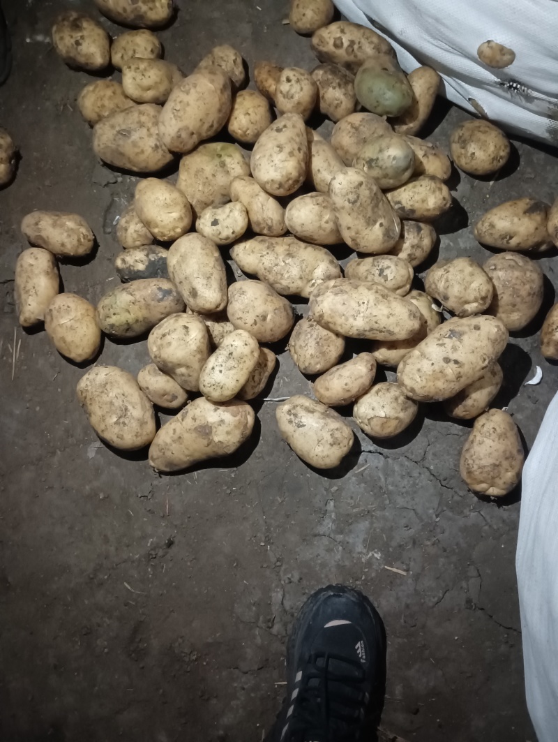 内蒙原种806/荷兰七号/荷兰十五原种规格可按客户要求