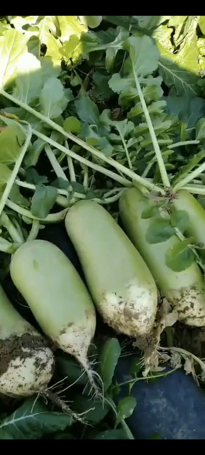 杂交青萝卜，圆萝卜，罐萝卜，水果萝卜，宝玉萝卜