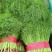 精品茴香苗现在是露天种植颜色绿根肥可提供各种包装