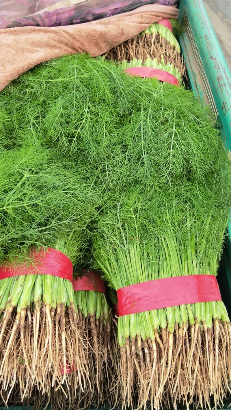 精品茴香苗现在是露天种植颜色绿根肥可提供各种包装