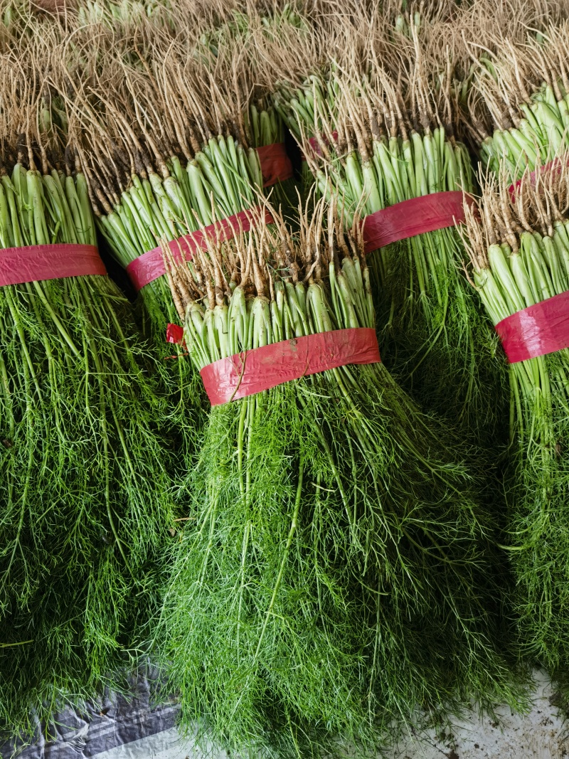 精品茴香苗现在是露天种植颜色绿根肥可提供各种包装