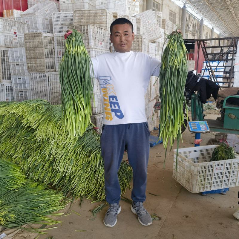 精品蒜苔常年有货适合各大超市电商学校食堂加工厂
