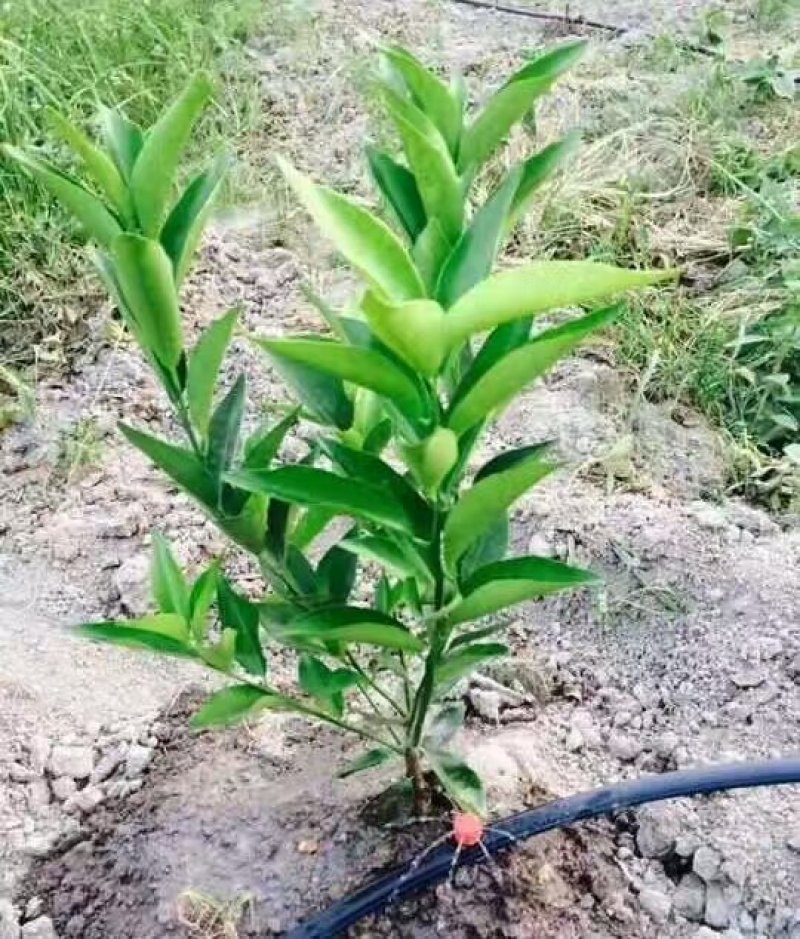 滴灌滴头稳流器滴头10升20升压力补偿式滴头规格齐全