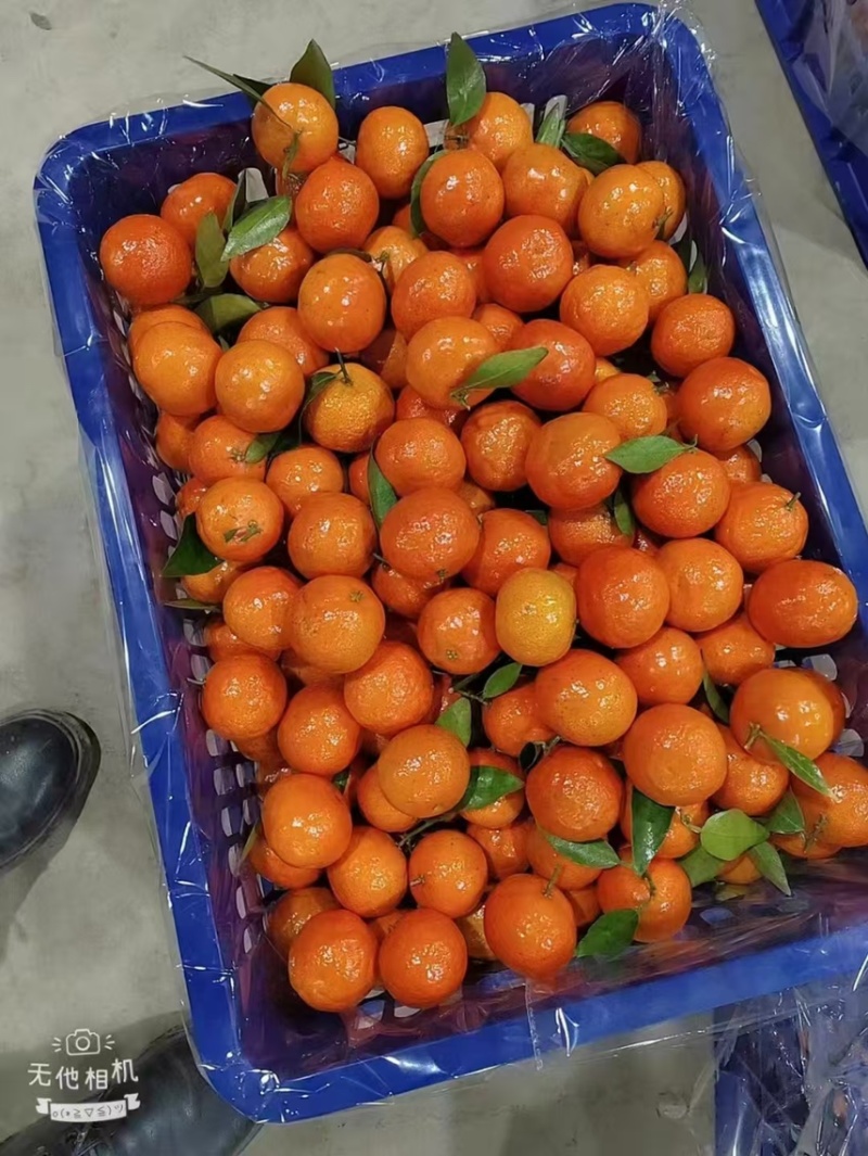 精品砂糖橘大量上市中，批发沙糖桔，产地直供
