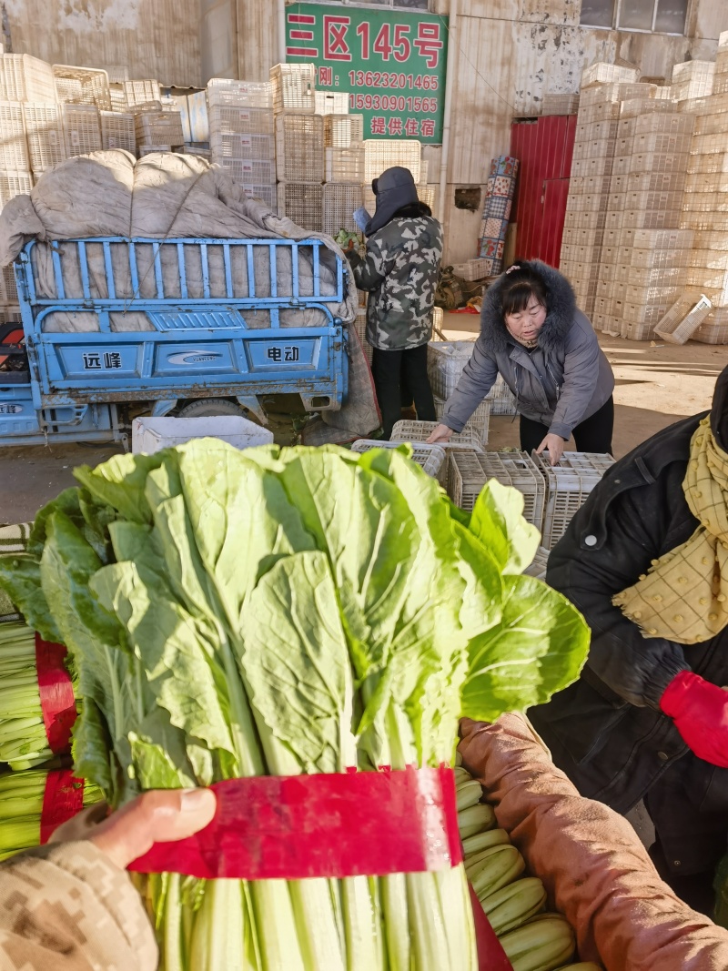精品小白菜支持各大商超平台以及各大市场四季有货