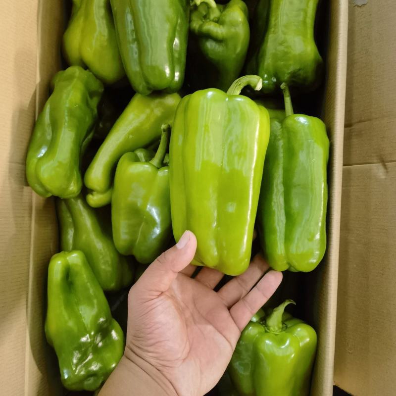 精品青椒每天大量有货支持各大商**市场