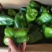精品青椒每天大量有货支持各大商**市场