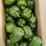 精品青椒每天大量有货支持各大商**市场