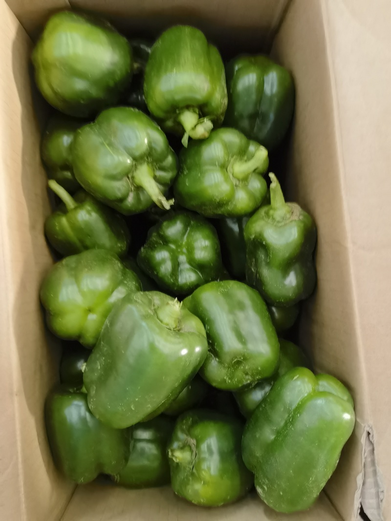 精品青椒每天大量有货支持各大商**市场