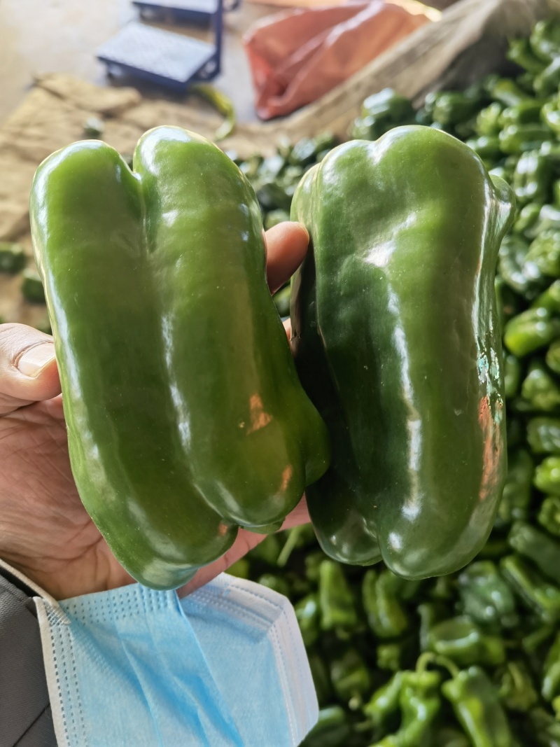 精品青椒每天大量有货支持各大商**市场