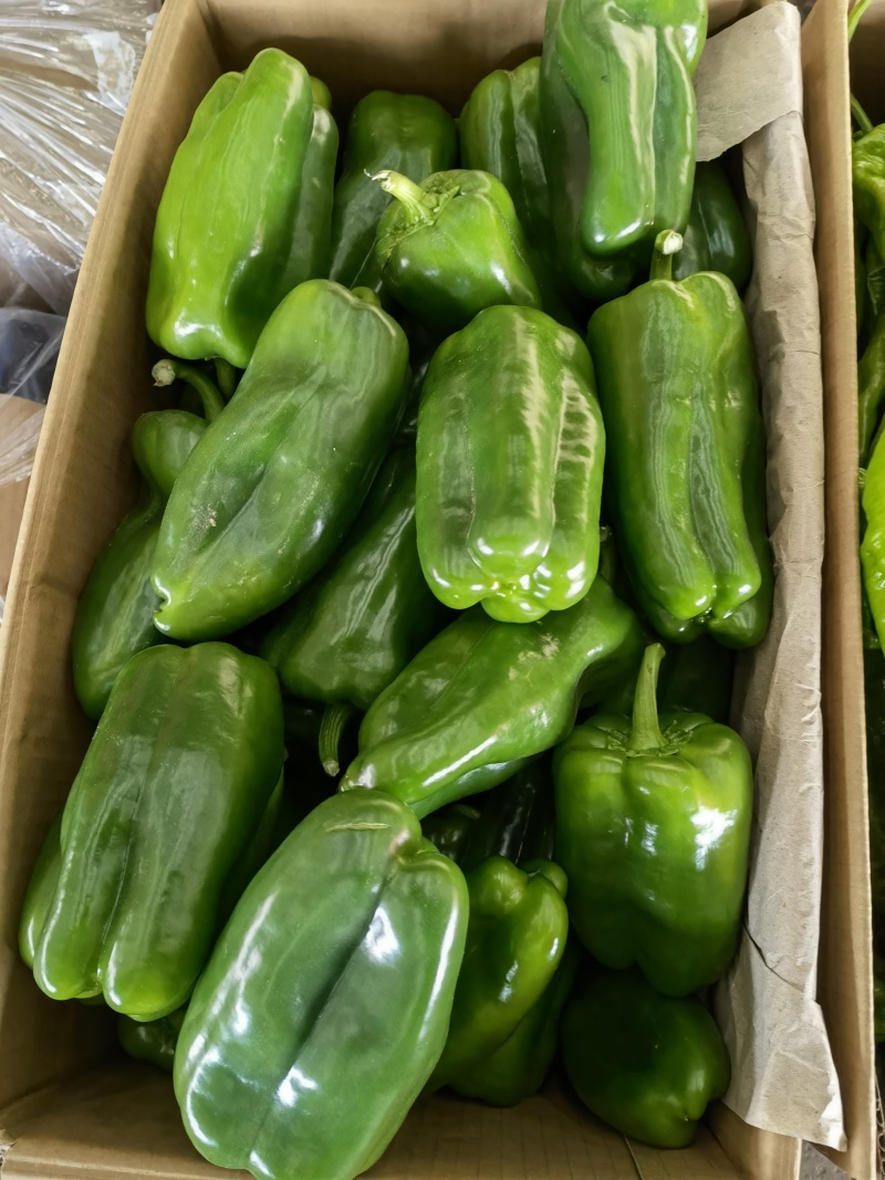 精品青椒每天大量有货支持各大商**市场