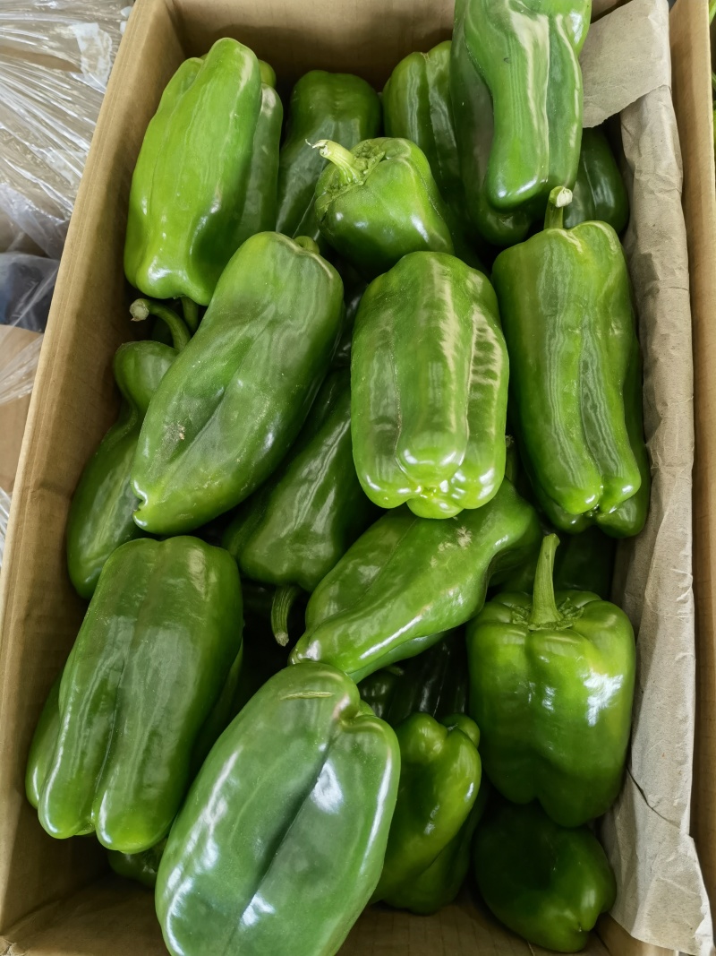 精品青椒每天大量有货支持各大商**市场