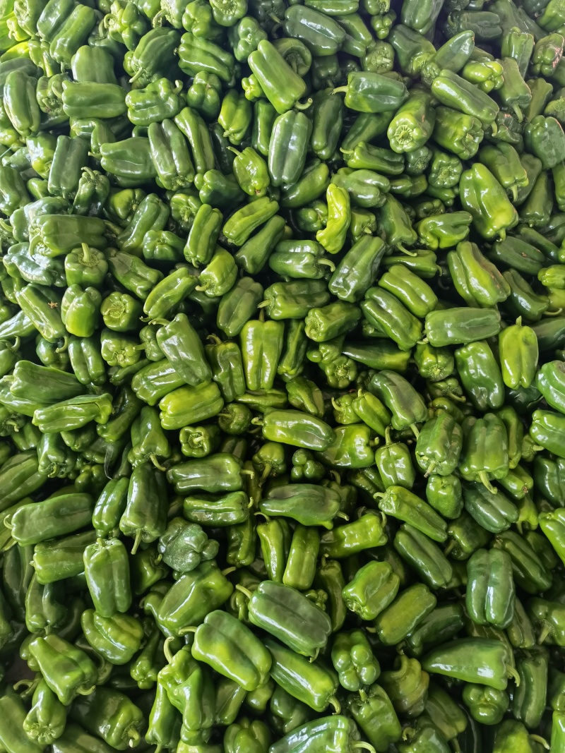 精品青椒每天大量有货支持各大商**市场