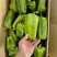 精品青椒每天大量有货支持各大商**市场