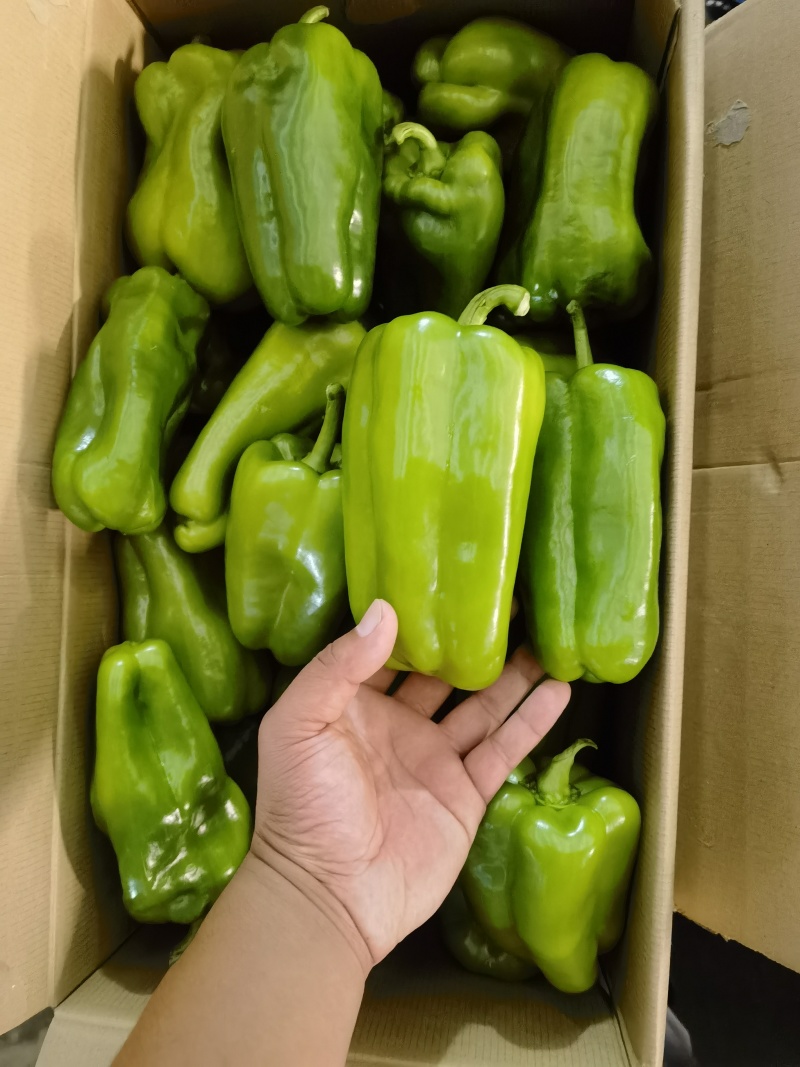 精品青椒每天大量有货支持各大商**市场