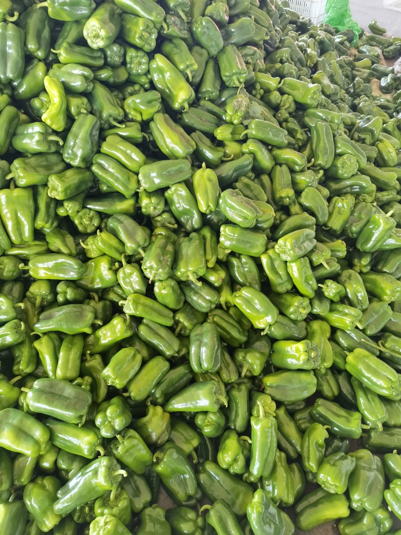 精品青椒每天大量有货支持各大商**市场