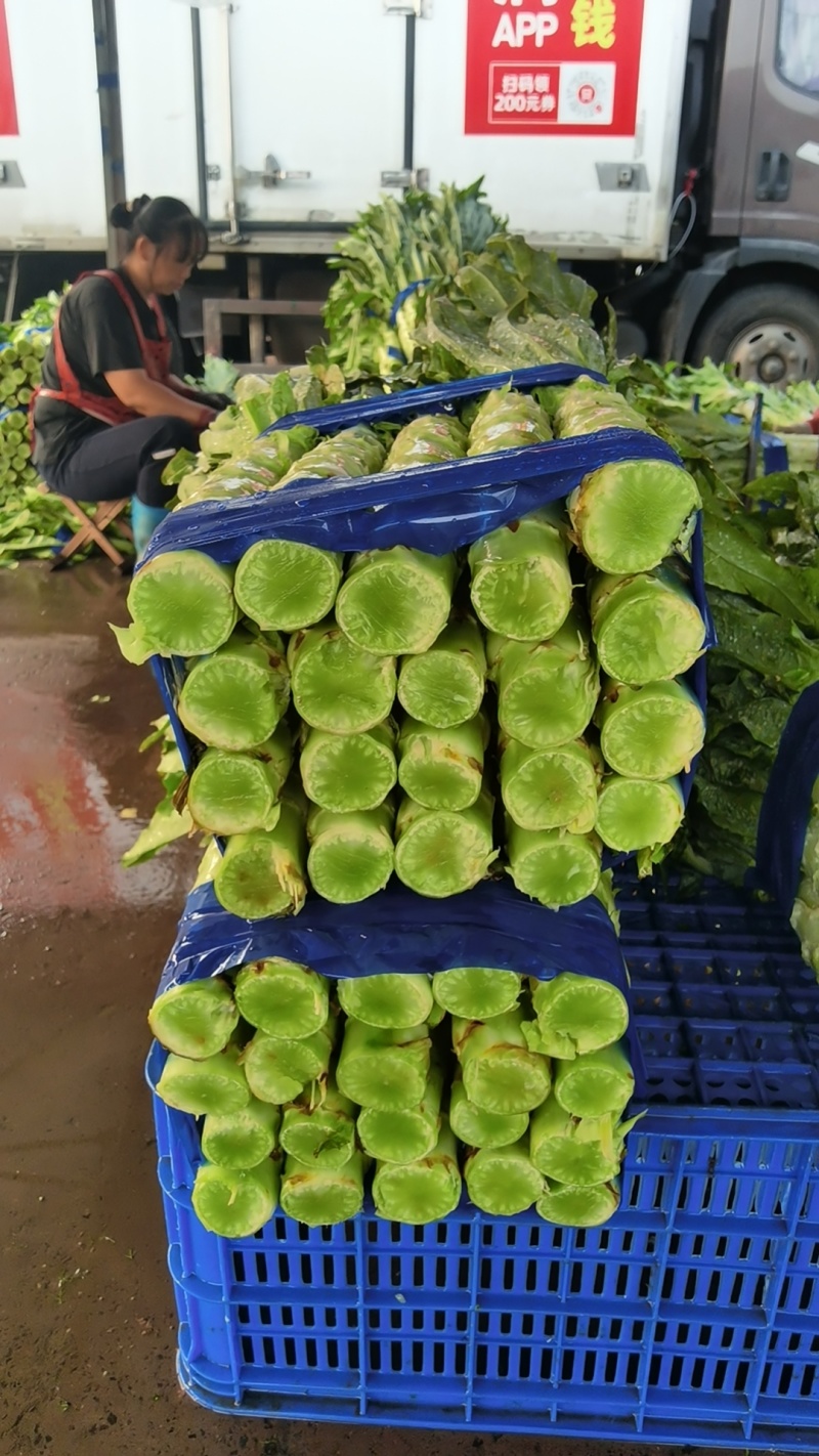 莴笋精品莴笋常年有货支持各大商超平台市场